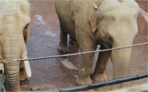 Elephants at Paignton Zoo